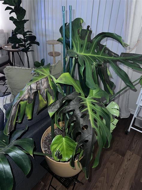 Help!! Sunburn or knocking on deaths door? : r/houseplants
