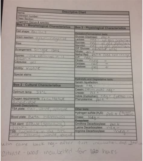 Solved What is the genus and species of the unknown | Chegg.com