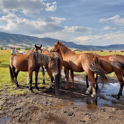DEERWOOD RANCH WILD HORSE ECOSANCTUARY (2026) All You Need to Know ...