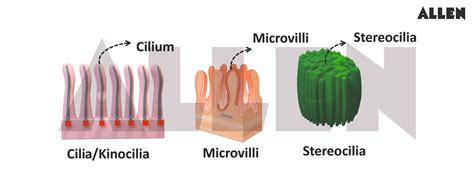 Epithelial Tissue: Definition, Classification, Modifications