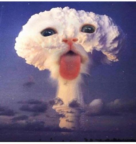 Cute Things Exploding Cat 的图像结果