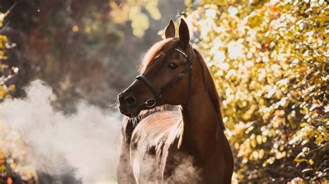 National Arabian Horse Day 2024 (US): History, FAQs, Dates, Activities ...