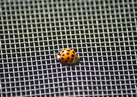 Insect Screen 的图像结果