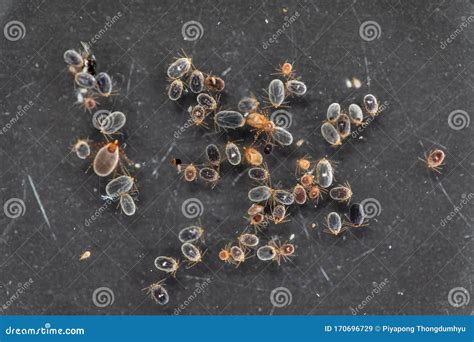 Flea Microscope 的图像结果