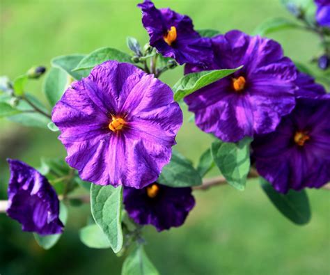 Purple Potato Bush Flowers Free Stock Photo - Public Domain Pictures