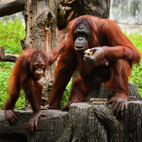 Gembira Loka Zoo, Harga Tiket Masuk dan Jam Buka ~ visit-jogja.com