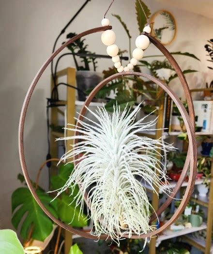 How to Mount Air Plants 的图像结果