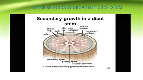 Secondary Growth in Dicot Stem & Root | PDF