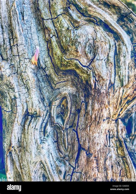 Image result for Patterns in Nature