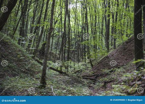Dense Forest in the Morning in the Summer Season Stock Photo - Image of ground, trunks: 254599000
