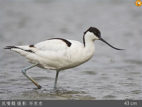 2017黄渤海水鸟调查大连段顺利完成，共记录湿地鸟类44种，3.3万余只- 中国生物多样性保护与绿色发展基金会