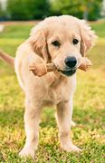 Image result for Baby Golden Retrievers Puppies with Bunnies