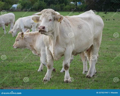 White cows in westphalia stock image. Image of field - 257021947