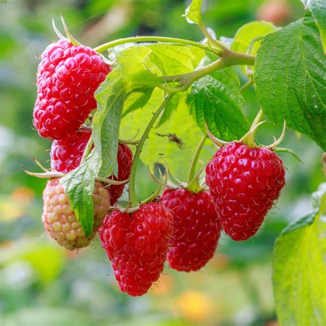 'Autumn Treasure' Raspberry Plants - Roots Plants
