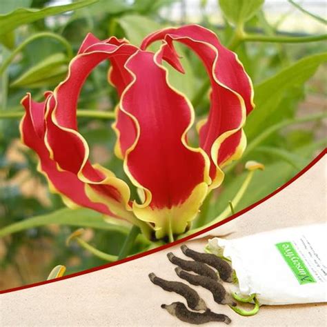 Buy Lily Flower Bulbs online from Nurserylive at lowest price.