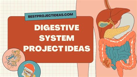 Image result for Digestive System Theme