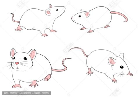 有一种小鼠，生活得锦衣玉食，但你可能并不了解ta_实验
