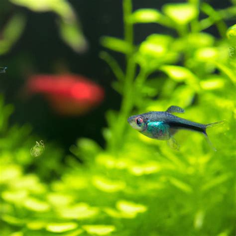 Can neon Tetra eat algae wafers - Betta Fish World