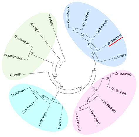 Functional Characterization of a Drought-Responsive Invertase Inhibitor ...
