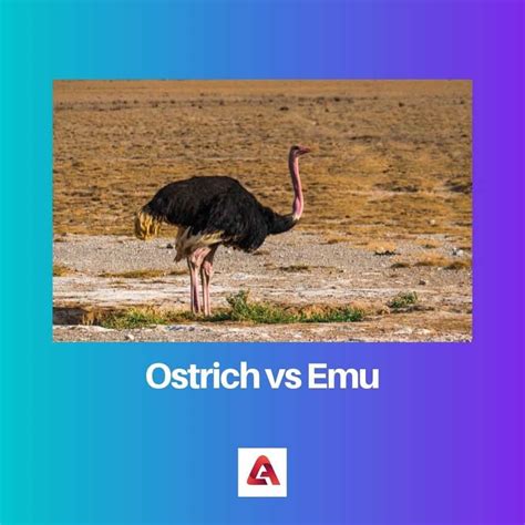 Jaký je rozdíl mezi pštrosem a emu?