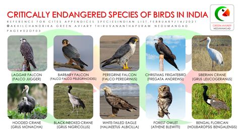 Endangered Birds In India