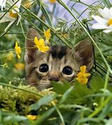 Image result for Cute Kittens with Flowers