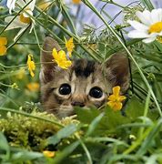 Image result for Cute Kittens in Flowers