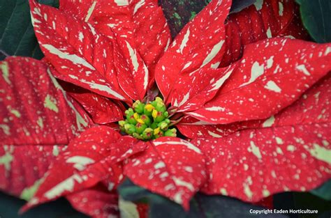 POINSETTIA CHRISTMAS STORY AND HISTORY |The Garden of Eaden