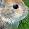 Image result for Easter Bunny Eyes