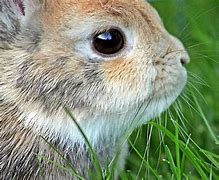 Image result for How to Make Eyes On Knitted Bunny