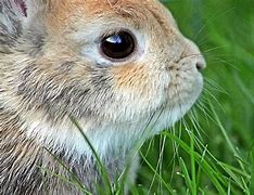 Image result for Painting Rabbit Eyes