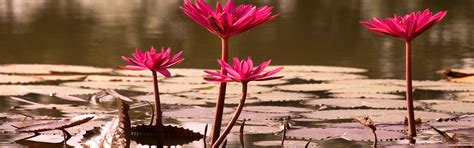 West Bengal Ecotourism Advisory Board