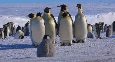 企鹅群里有特务-全集在线观看-综艺-百度视频