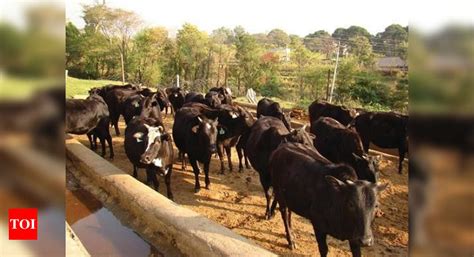In a first, Himachal Pradesh gets indigenous cattle breed registered ...