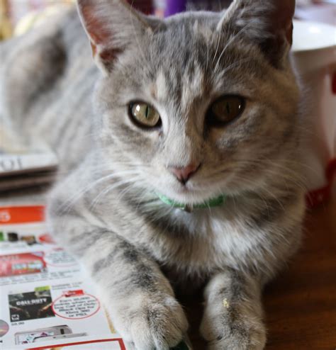 Dilute Calico Tabby Cat