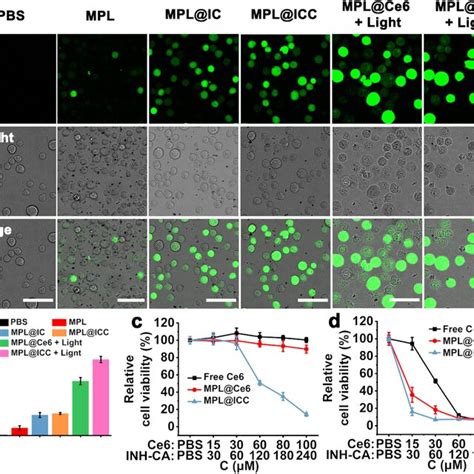 H2O2 HT22 的图像结果