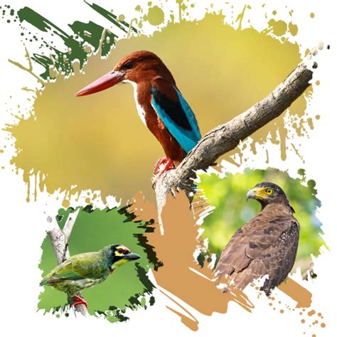 Home | Suhaildev Wildlife Sanctuary