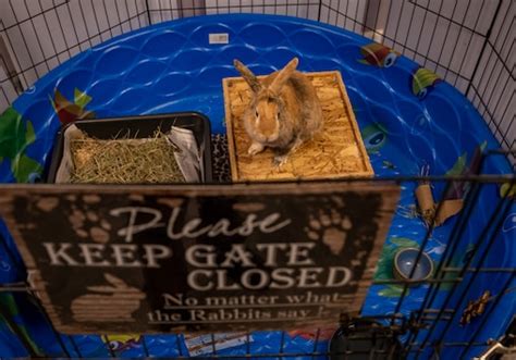 Dozens of abandoned rabbits get care at bunny rescue in Columbia - The ...