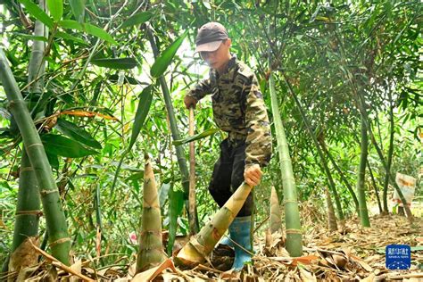 云南大关：筇竹笋破土而出 出口成“金”_三农频道_央视网(cctv.com)