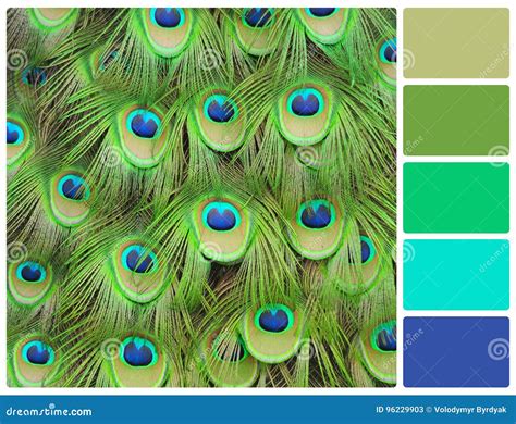 Peacock Feathers with Palette Color Swatches Stock Image - Image of ...
