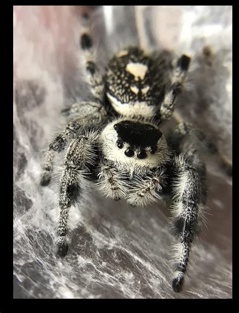 Are Spiders Hermaphroditic Or Are They Solo Breeders