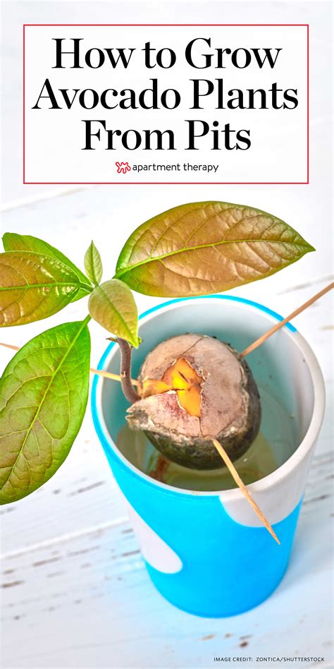 Growing An Avocado Plant