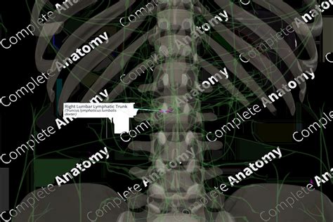 Image result for Lymph trunk Lymphatic System