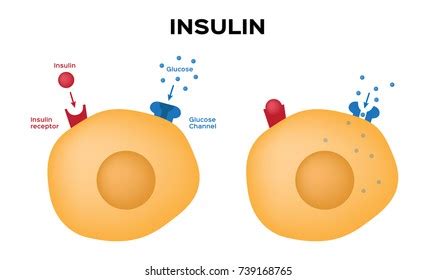 Image result for Insulin Management Algorithm