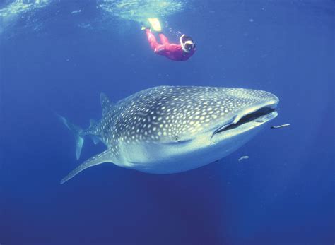 The Biggest Whale Shark In The World