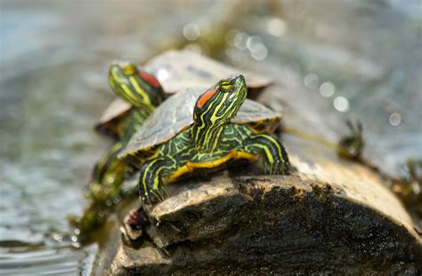 Do Red-Eared Slider Turtles Hibernate: What Is Brumation? - HomeTanks