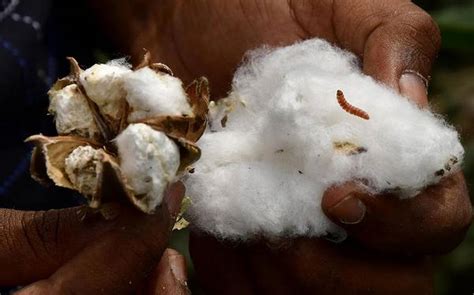 As TN spinning mills strike due to cotton price hike, workers in distress