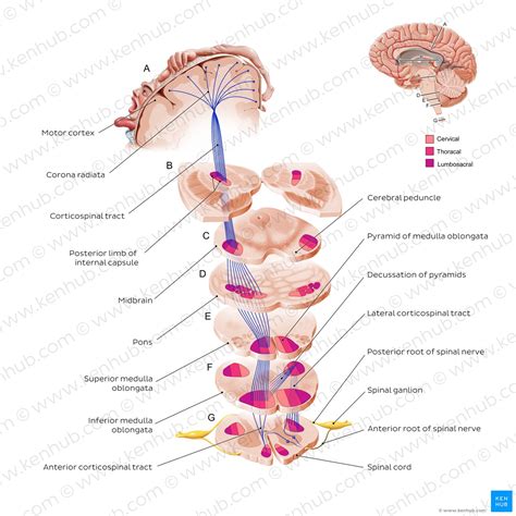 Pyramidal Tract Definition In Anatomy at Laura Kiek blog