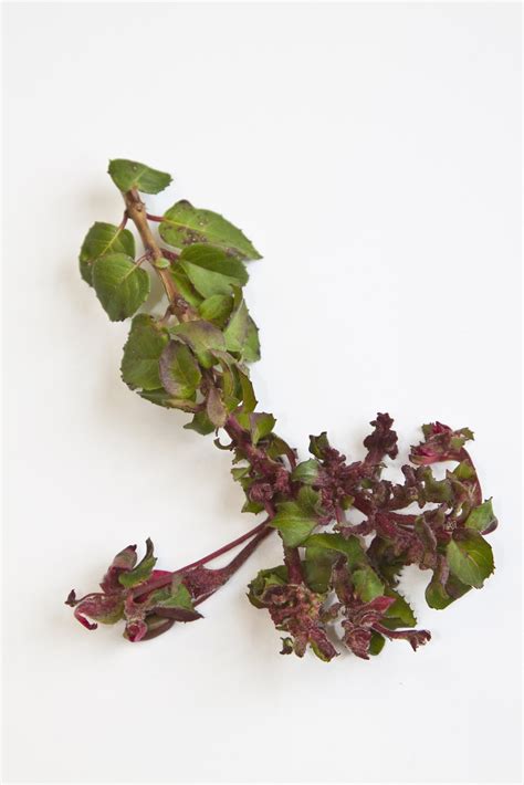 'Devastating' fuchsia gall mite is killing plants - Amateur Gardening