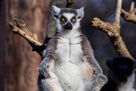 Ring Tailed Lemur